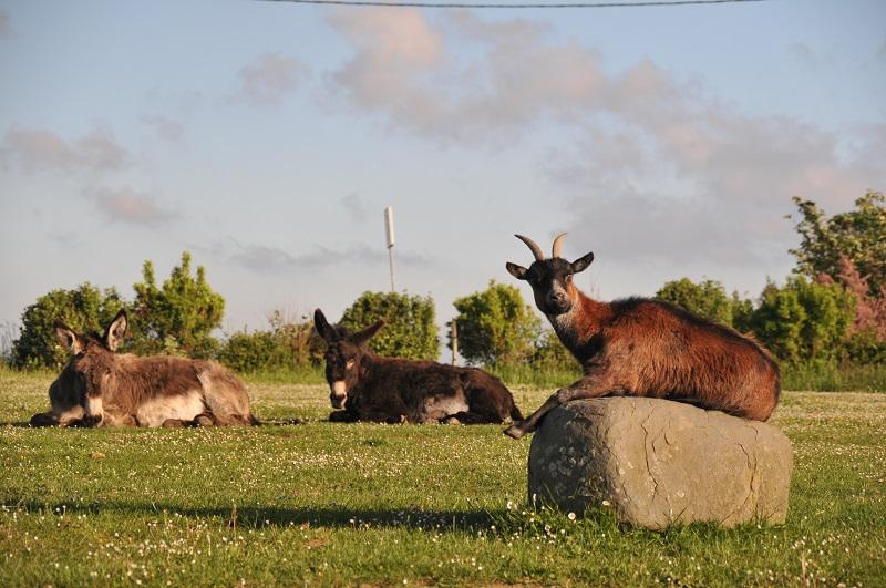 Profitez de la proximité avec les animaux de la ferme ânes et chèvres